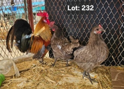 LOT 232 1+2 X DUTCH BANTUM M+F Jaras (Pty)Ltd (Per animal to take the lot)