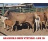 2+2 X CROSS BRAHMAN CALF & COW Sandveld Beef Station