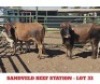 2+2 X CROSS BRAHMAN CALF & COW Sandveld Beef Station