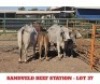 2+2 X CROSS BRAHMAN CALF & COW Sandveld Beef Station