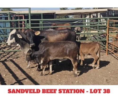 2+2 X CROSS BRAHMAN CALF & COW Sandveld Beef Station