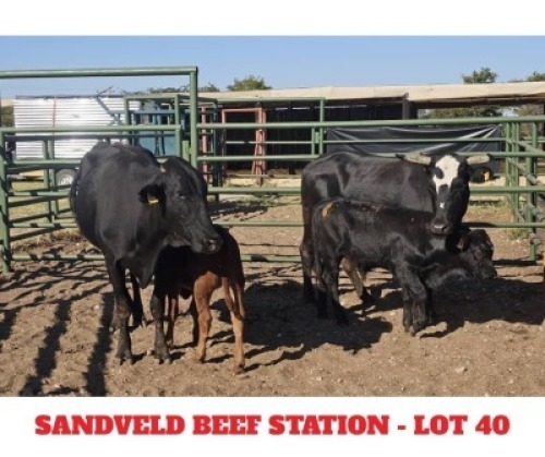 2+2 X CROSS BRAHMAN CALF & COW Sandveld Beef Station