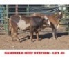 2 X CROSS BRAHMAN HEIFERS Sandveld Beef Station
