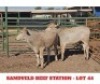 2 X CROSS CHIANINA HEIFERS Sandveld Beef Station