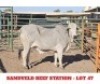 1 X CROSS BRAHMAN HEIFERS Sandveld Beef Station
