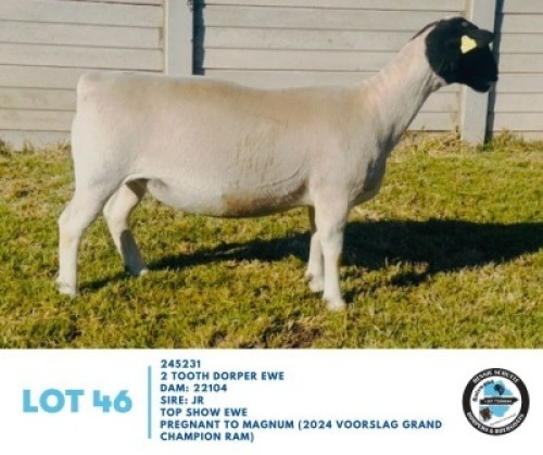 LOT 46 1 X BLACKHEAD DORPER EWES Hennie Schutte (Per animal to take the lot)