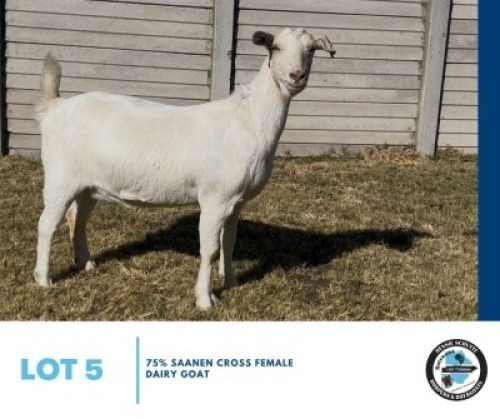 LOT 5 1 X SAANEN DOE Hennie Schutte (Per animal to take the lot)