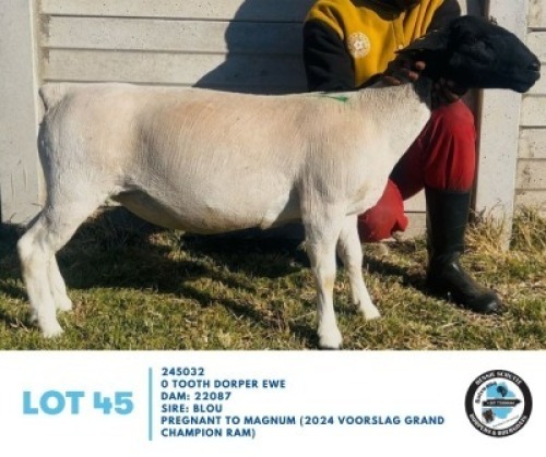 LOT 45 1 X BLACKHEAD DORPER EWES Hennie Schutte (Per animal to take the lot)