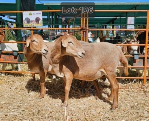 LOT 196 2 X MEATMASTER EWES Jaras (Pty)Ltd (Per animal to take the lot)