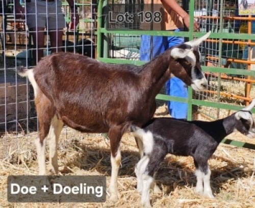 LOT 198 1+1 X BRITISH ALPINE DOE Jaras (Pty)Ltd (Per animal to take the lot)