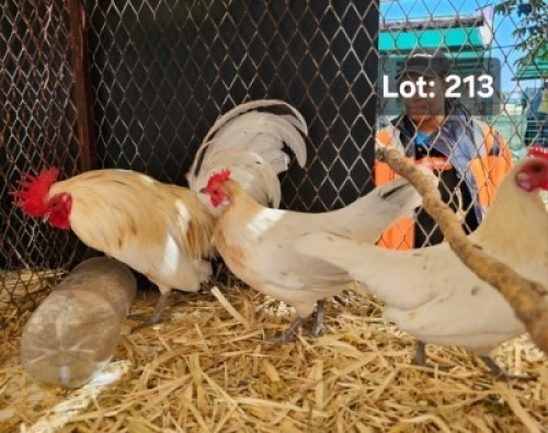 LOT 213 1+2 X DUTCH BANTUM M+F Jaras (Pty)Ltd (Per animal to take the lot)