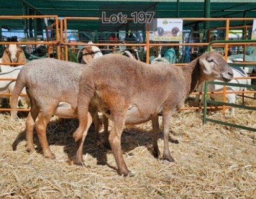 LOT 197 2 X MEATMASTER EWES Jaras (Pty)Ltd (Per animal to take the lot)