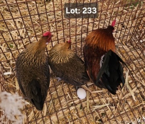 LOT 233 1+2 X DUTCH BANTUM M+F Jaras (Pty)Ltd (Per animal to take the lot)