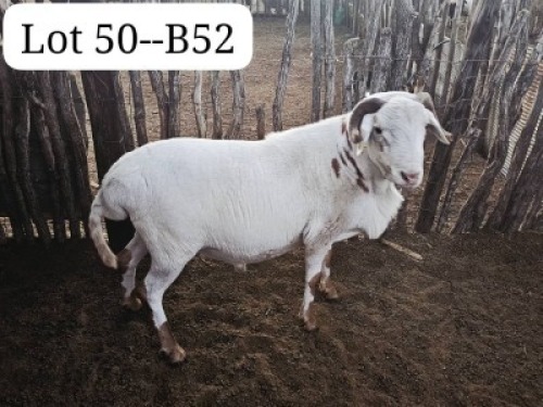 LOT 50 1 X MEATMASTER RAM Bennie Magawe (Per animal to take the lot)