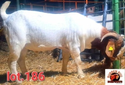 LOT 186 1 X BOERGOAT BUCK Reuben Ruu Ruu