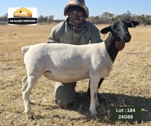 1X DORPER T4 PREGNANT EWE DE KLERK DORPERS - D2825