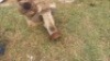 1X CENTRIFUGAL AND AIR BLOWER - 2