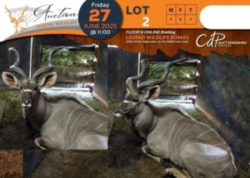 1 X Kudu M:1 Shammah Game Lodge