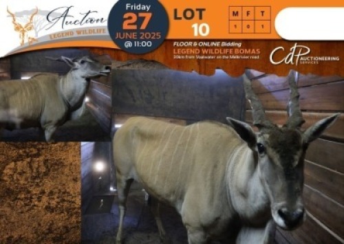 1 X Eland M:1 Legend Wildlife