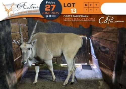 1 X Eland M:1 Legend Wildlife