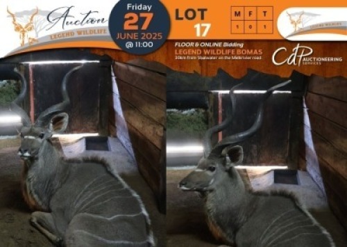 1 X Kudu M:1 Legend Wildlife
