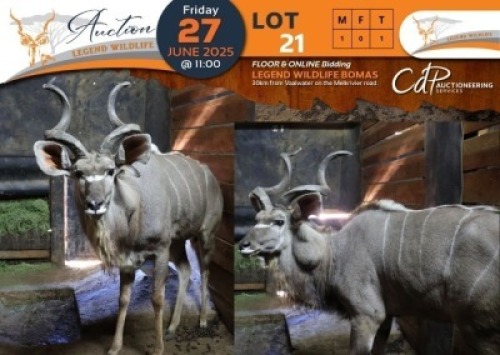 1 X Kudu M:1 Legend Wildlife