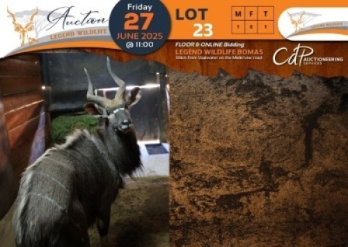 1 X Nyala M:1 Legend Wildlife