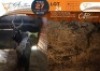 1 X Nyala M:1 Legend Wildlife