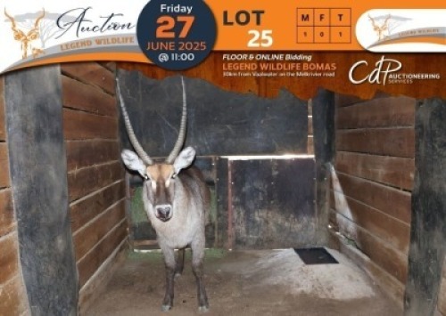 1 X Waterbuck M:1 Legend Wildlife