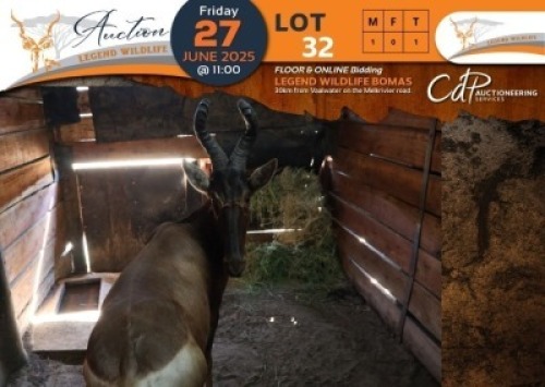 1 X Red Hartebeest M:1 Legend Wildlife