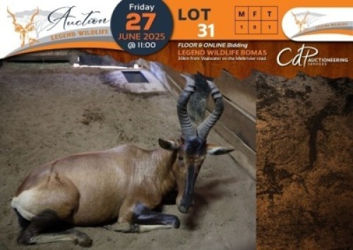 1 X Red Hartebeest M:1 Legend Wildlife