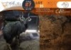 1 X Nyala M:1 Swerwers Spruit