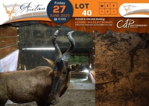 1 X Red Hartebeest M:1 Legend Wildlife