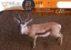 1 X Springbuck M:1 Rustenburg