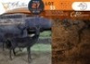 2 X Black Impala M:2 Swerwers Spruit (Per Piece to take the lot/Per stuk om lot te neem)