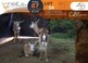 3 X Springbuck M:3 Swerwers Spruit (Per Piece to take the lot/Per stuk om lot te neem)