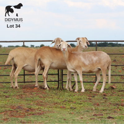 LOT 34 3X MEATMASTER DIDYMUS MEATMASTERS CHRISTOF GROBLER : 0837812076