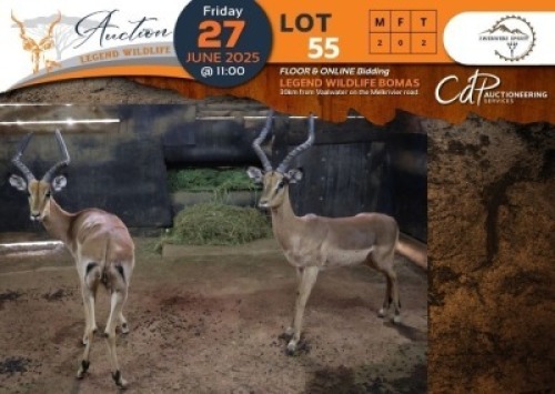 2 X Impala M:2 Swerwers Spruit (Per Piece to take the lot/Per stuk om lot te neem)
