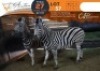 2 X Zebra M:1 V/F:1 Shammah Game Lodge (Per Piece to take the lot/Per stuk om lot te neem)