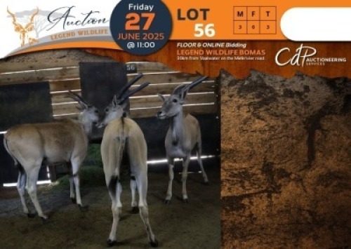 3 X Eland M:3 Legend Wildlife (Per Piece to take the lot/Per stuk om lot te neem)