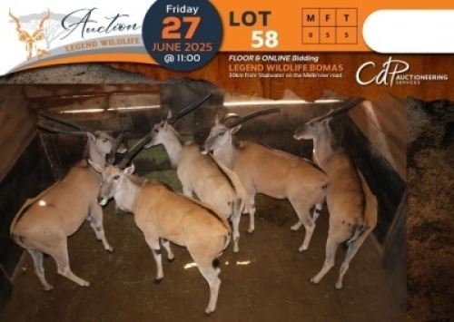 5 X Eland V/F:5 Shammah Game Lodge (Per Piece to take the lot/Per stuk om lot te neem)