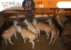 5 X Eland V/F:5 Shammah Game Lodge (Per Piece to take the lot/Per stuk om lot te neem)