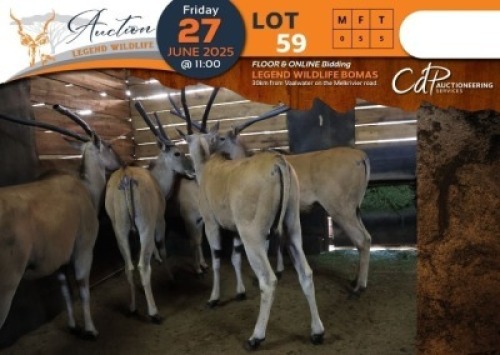 5 X Eland V/F:5 Shammah Game Lodge (Per Piece to take the lot/Per stuk om lot te neem)