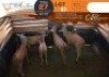 5 X Eland M:3 V/F:2 Shammah Game Lodge (Per Piece to take the lot/Per stuk om lot te neem)