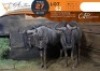 2 X Blue Wildebeest M:2 Shammah Game Lodge (Per Piece to take the lot/Per stuk om lot te neem)