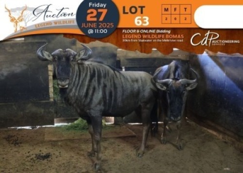 2 X Blue Wildebeest M:2 Shammah Game Lodge (Per Piece to take the lot/Per stuk om lot te neem)