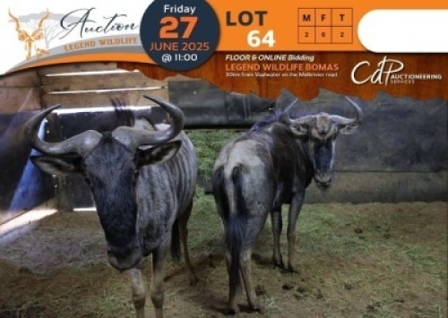 2 X Blue Wildebeest M:2 Legend Wildlife (Per Piece to take the lot/Per stuk om lot te neem)