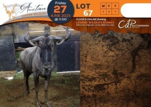 1 X Blue Wildebeest M:1 Legend Wildlife