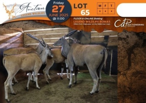 4 X Eland V/F:4 Shammah Game Lodge (Per Piece to take the lot/Per stuk om lot te neem)