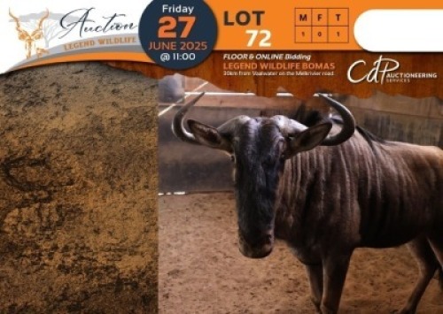 1 X Blue Wildebeest M:1 Shammah Game Lodge